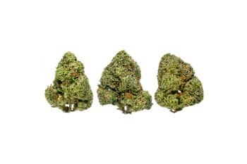 Pink Kush buds