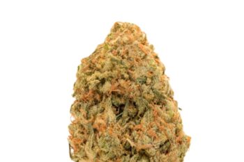 Pink Kush strain