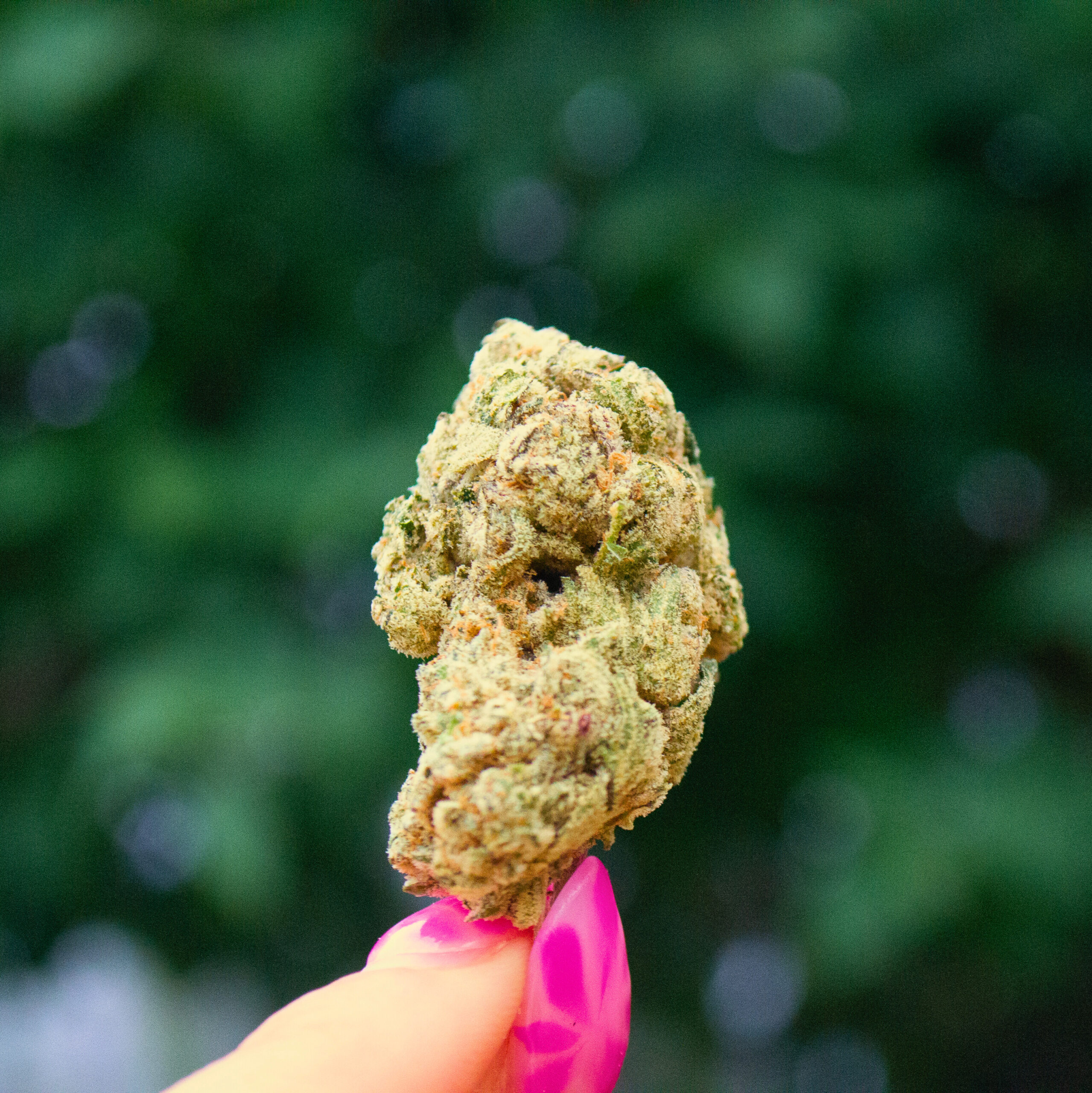 Gorilla Glue #4 Canada wide weed