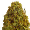 Blue Dream Sativa Weed Strain