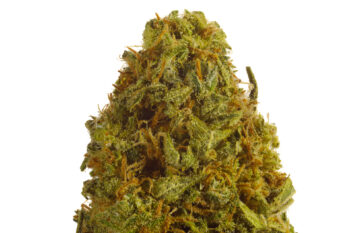 Blue Dream Sativa Weed Strain