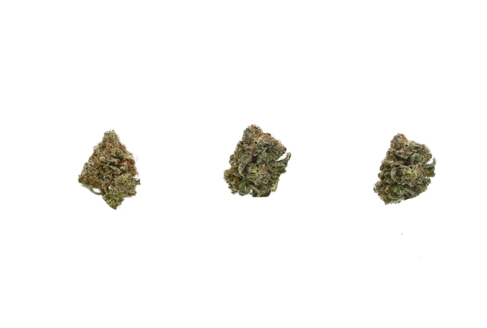 MK Ultra small buds 1