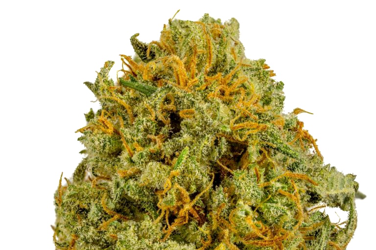 Organic Blue Monkey strain Organic Blue Monkey strain