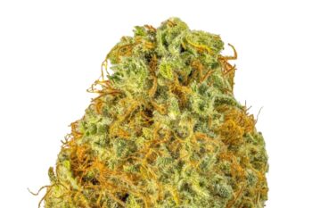 Super Silver Haze canada