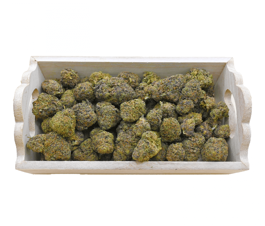 GELATO-GROUP-SHOT1-2 GELATO GROUP SHOT1 2