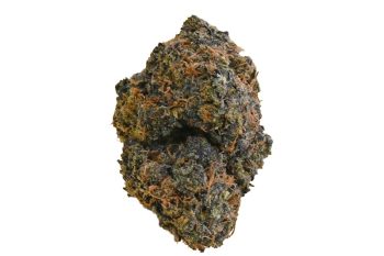 Gelato strain
