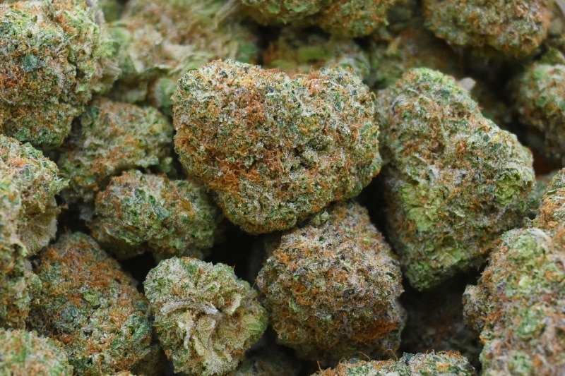 Pineapple Crush group shot