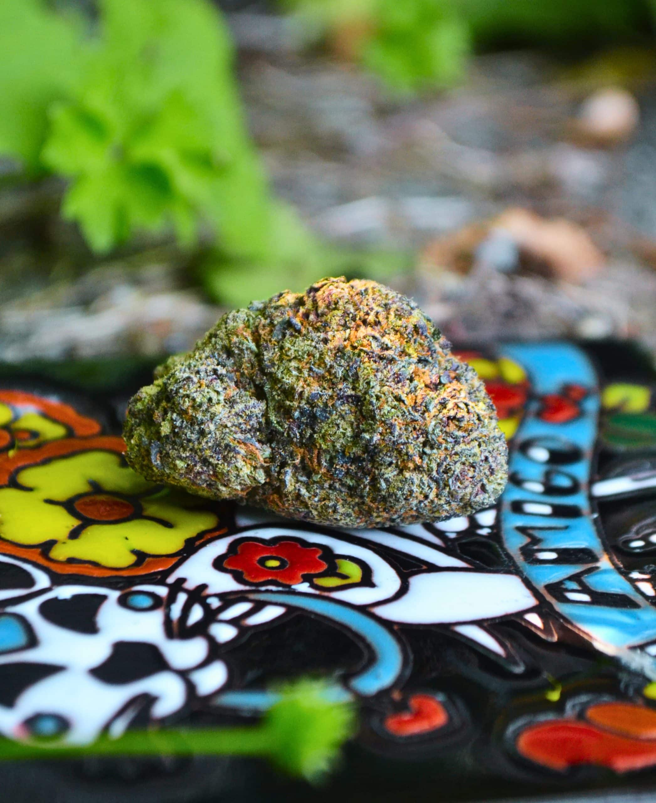 img_7032 img 7032 scaled