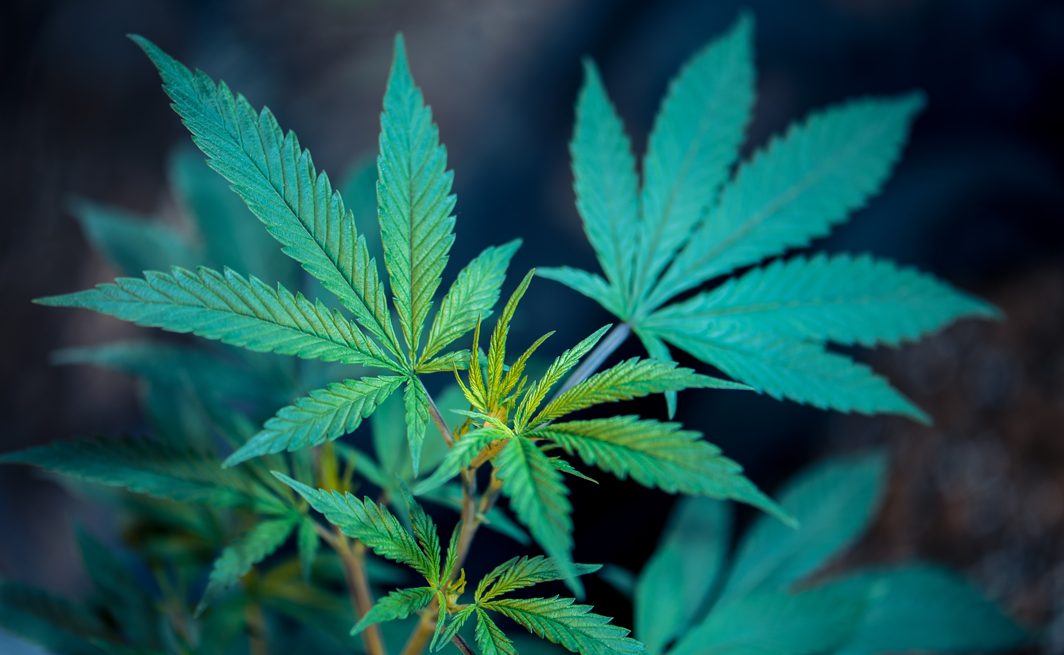 best Canadian online dispensary