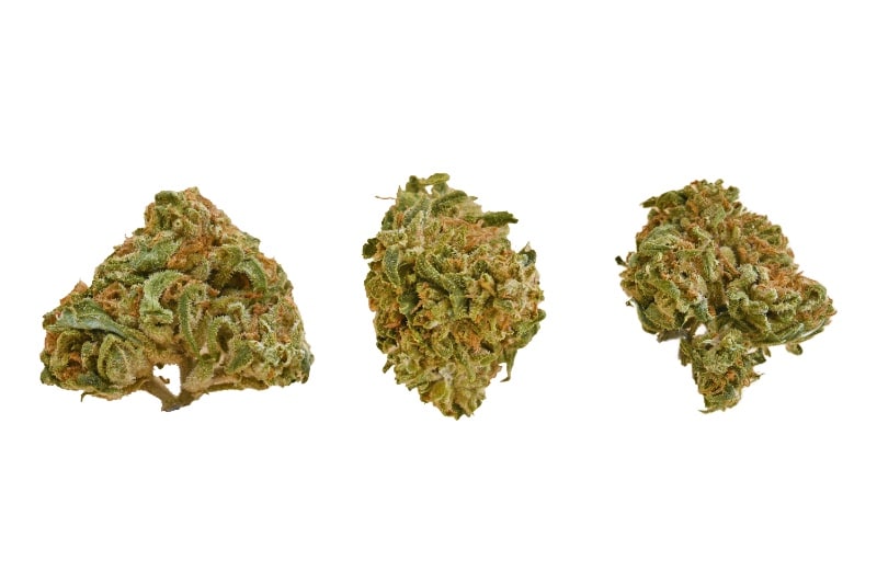 SEA WARP buds Sea warp buds