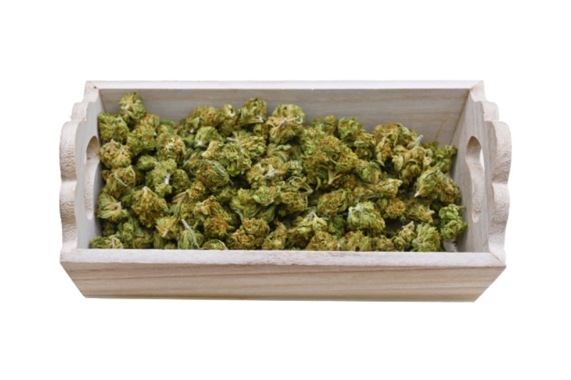 SEA WARP group shot SEA WARP group shot