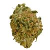 Sea Warp strain