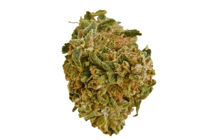 SEA WARP strain Sea Warp strain