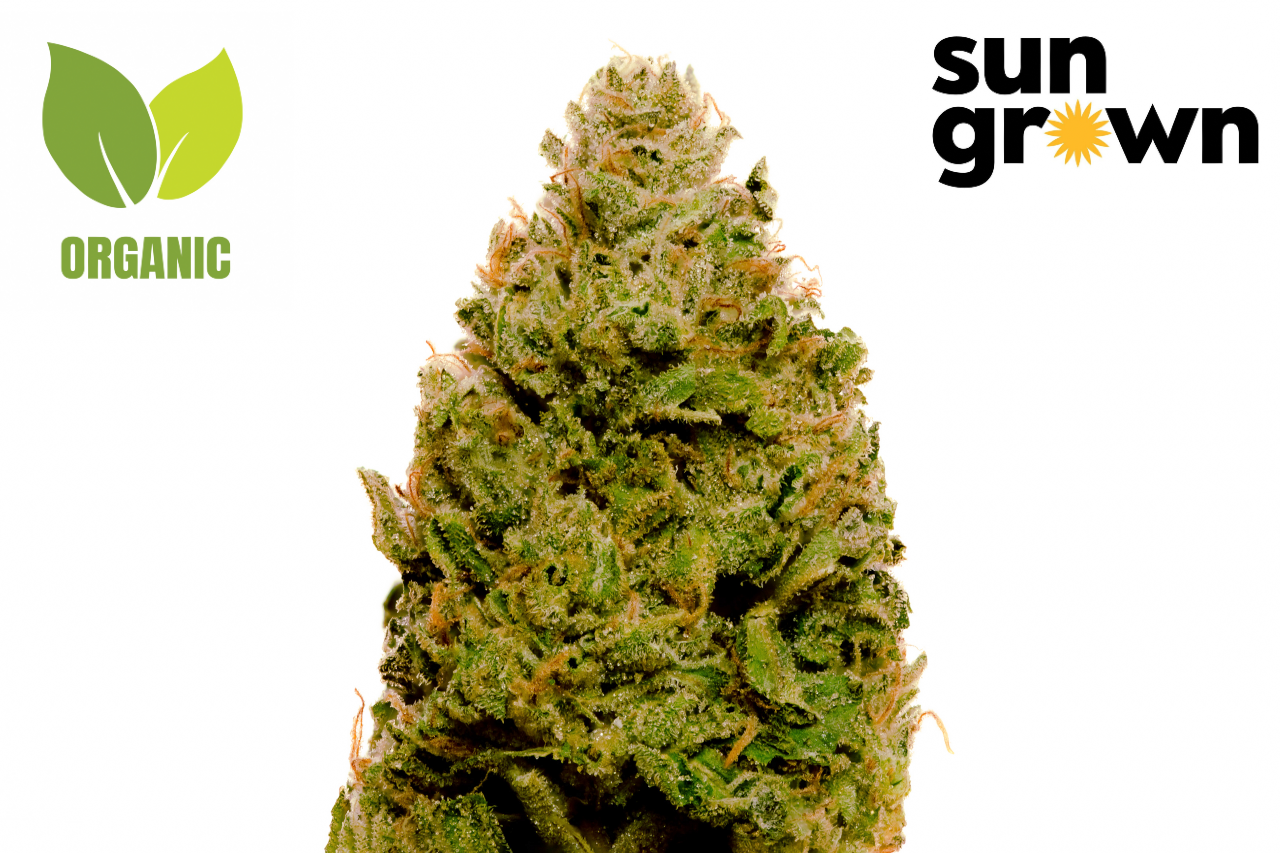 Sour Diesel sun grown living soil organic elphinstone farms fall 2022