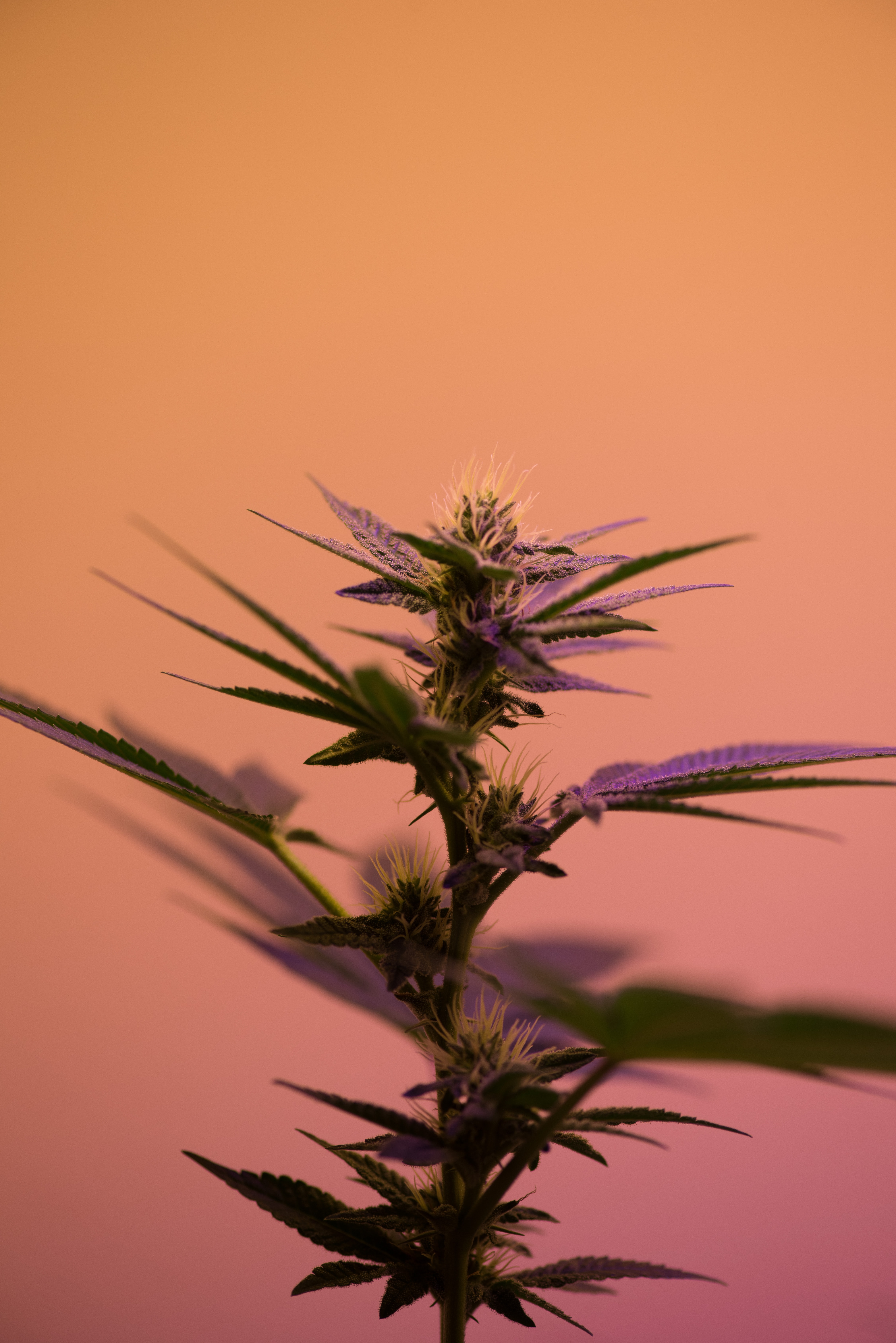 Sexing Cannabis