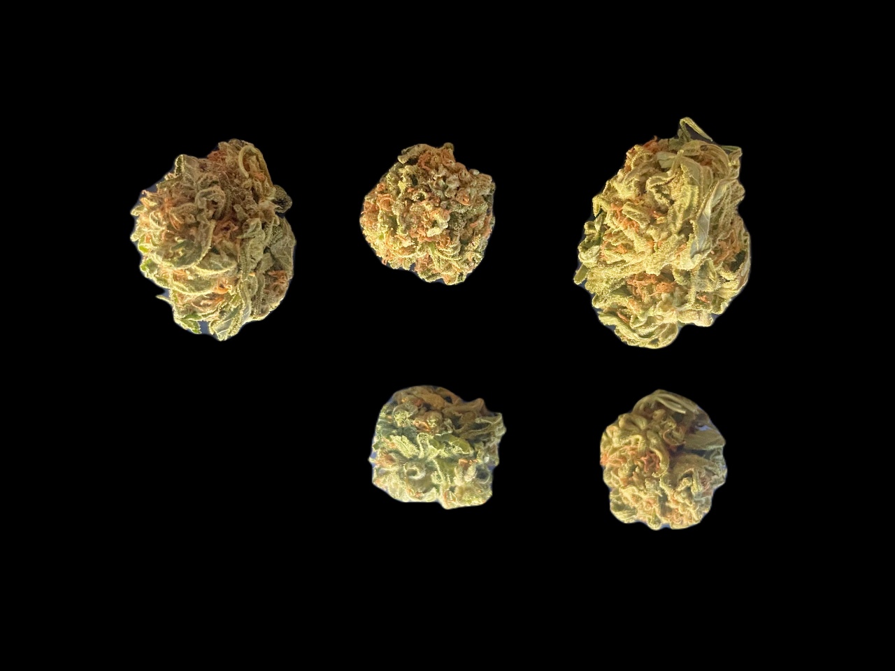 BC Mango buds BC Mango buds