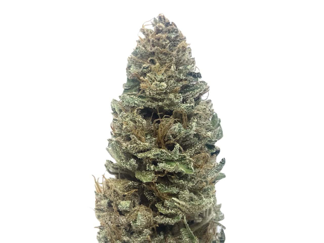 Blue Unicorn Blue Unicorn