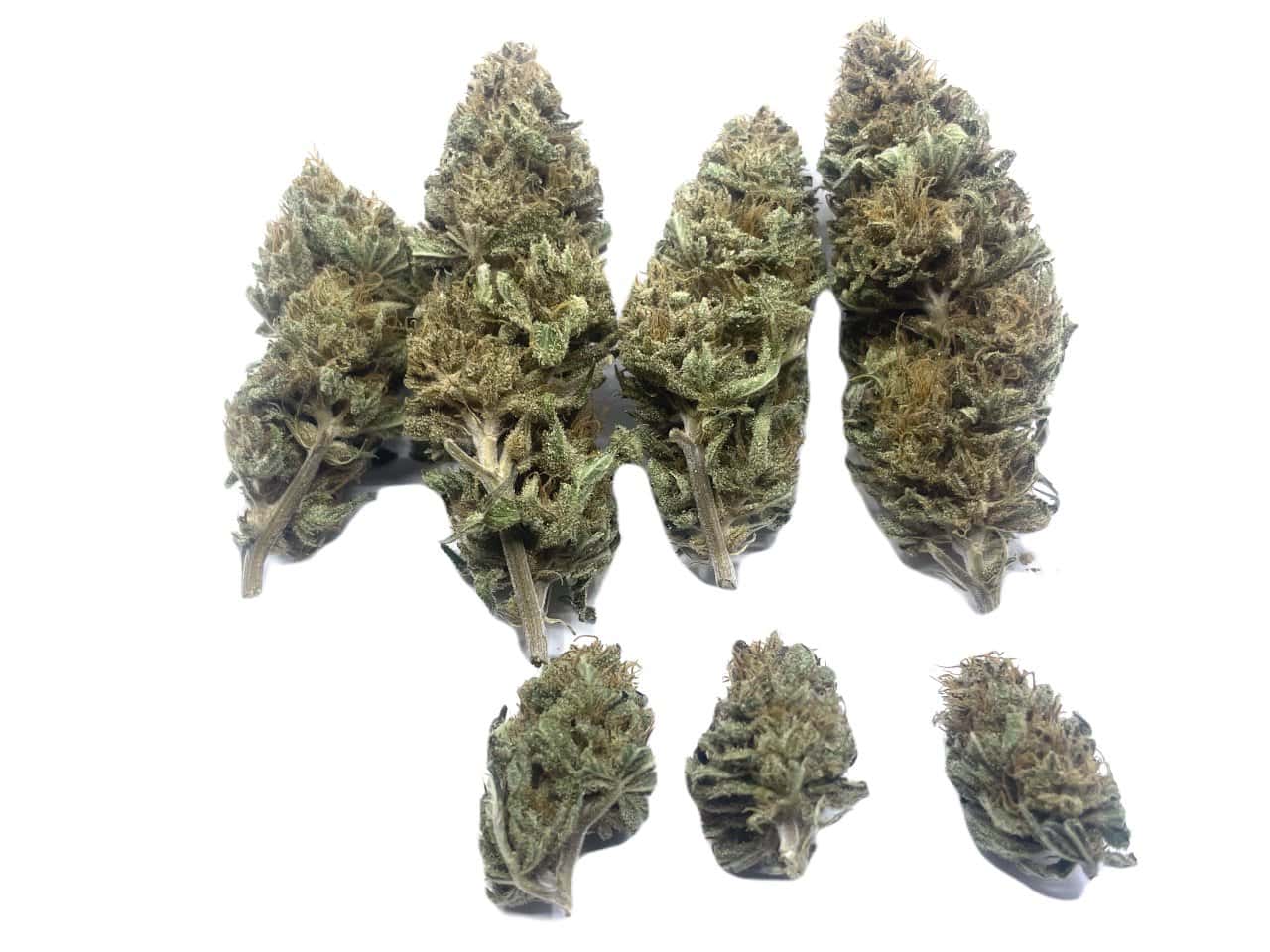 Blue Unicorn Buds Blue Unicorn buds