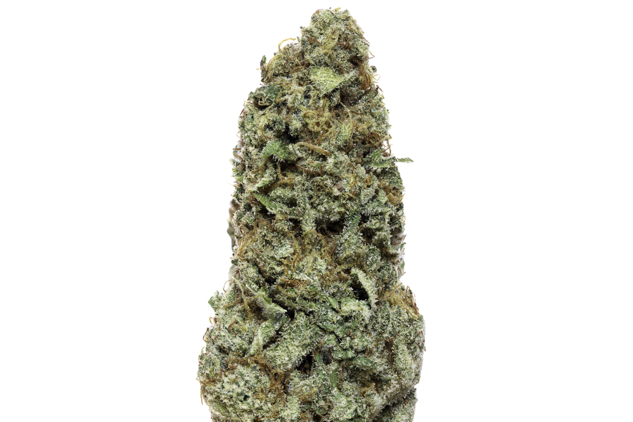 Organic Cherry Haze Strain Sativa BC Bud