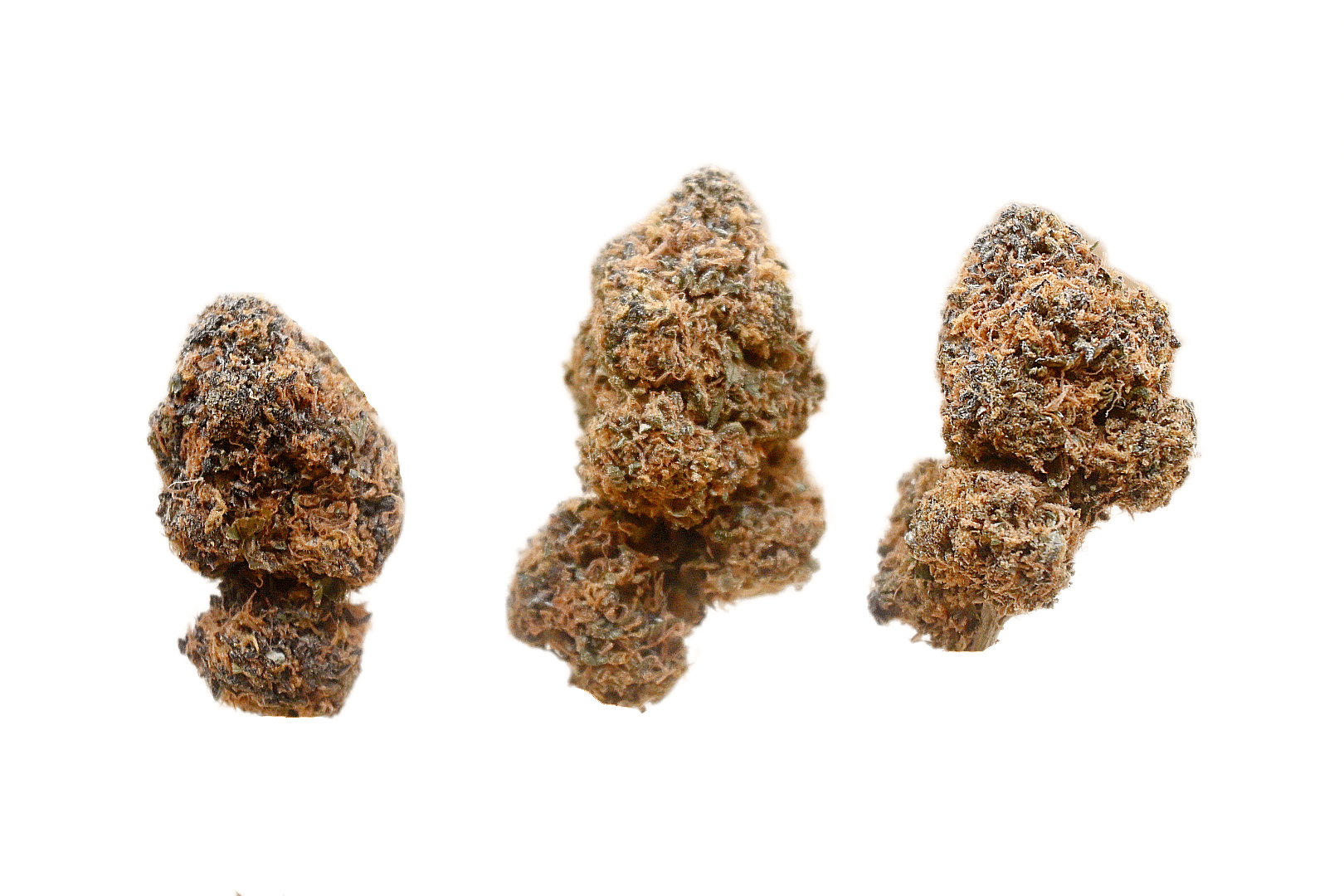 Orange Crush buds Orange Crush buds