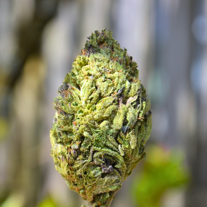 Purple Papaya outside