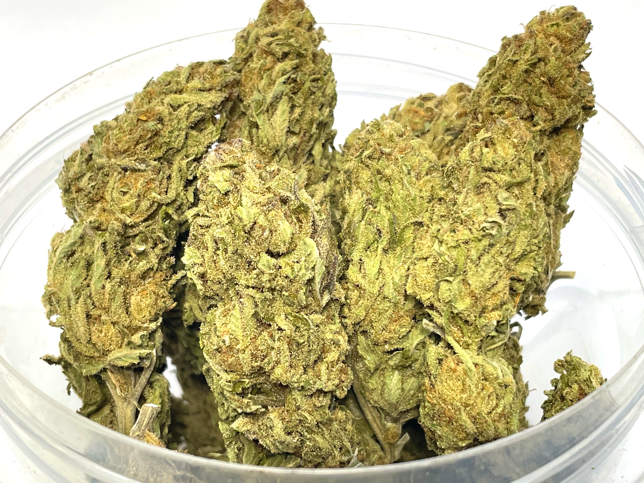 Gorilla Glue buds