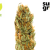 Silver Lemon Haze sun grown living soil organic