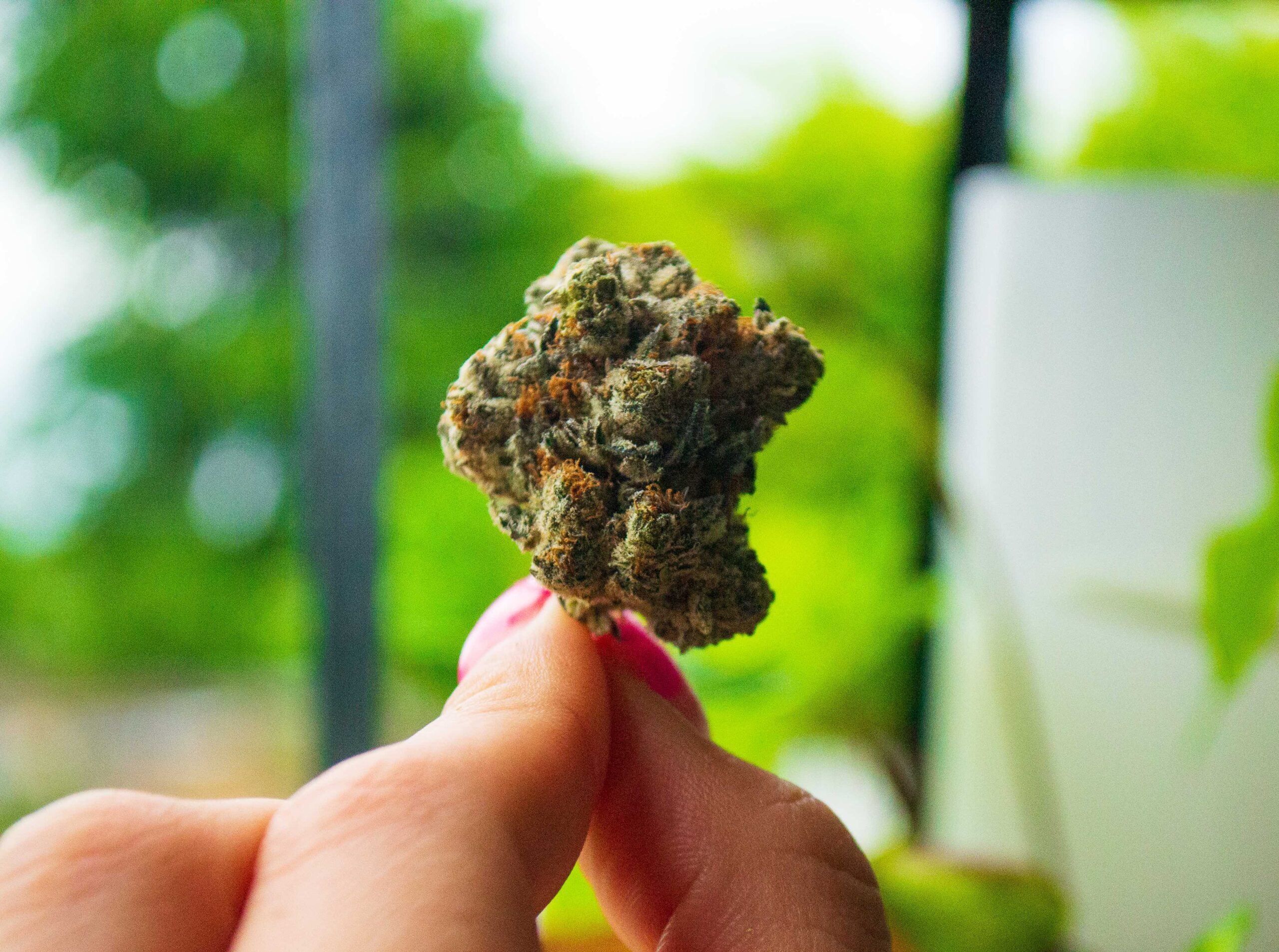 Girl Scout Cookies handheld daylight Canada Wide Weed Girl Scout Cookies canada wide weed