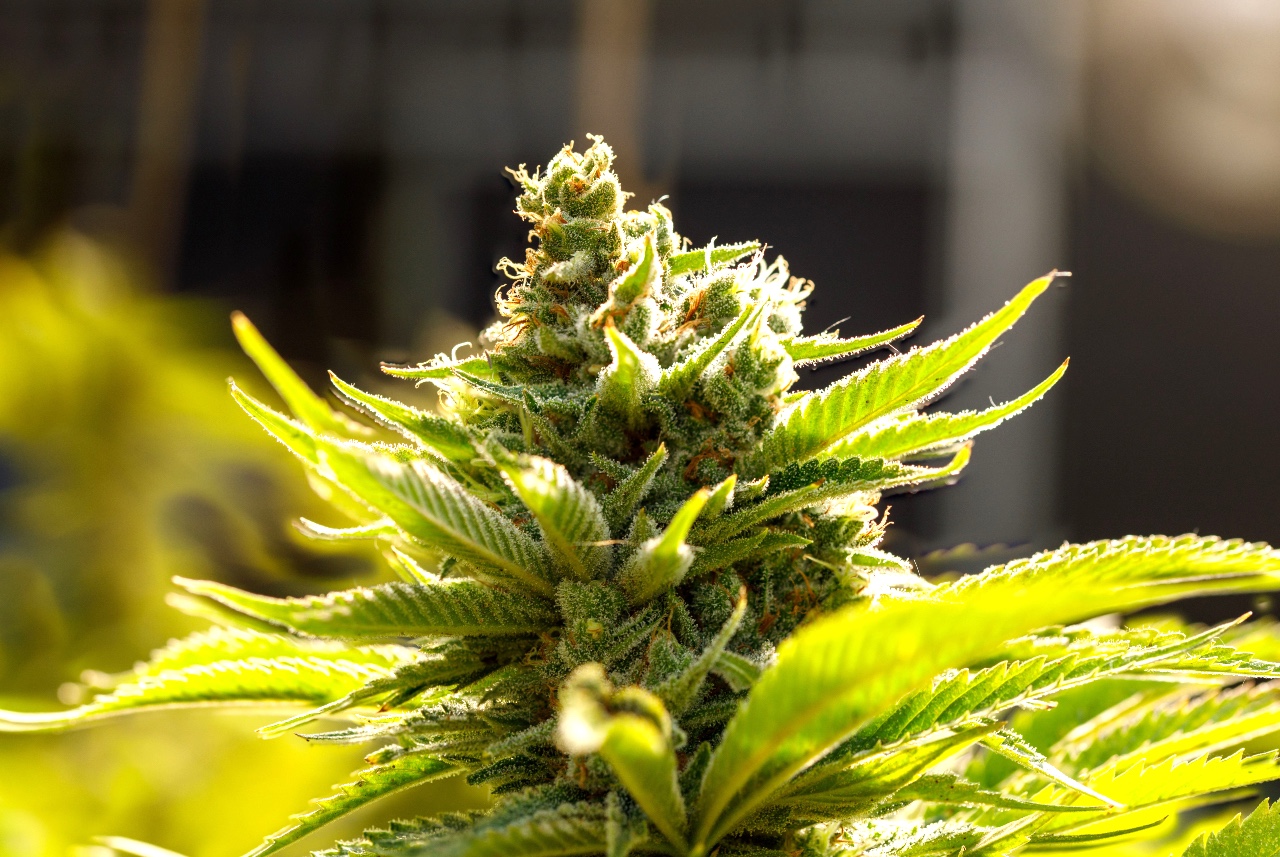 Blue Dream farm Sun Grown Organic Blue Dream Elphinstone farms