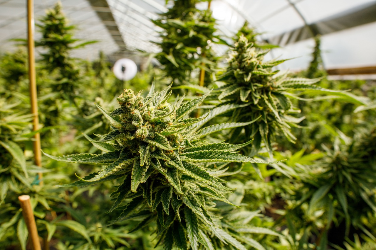 Blue Dream plants Blue Dream plants at Elphinstone Farms