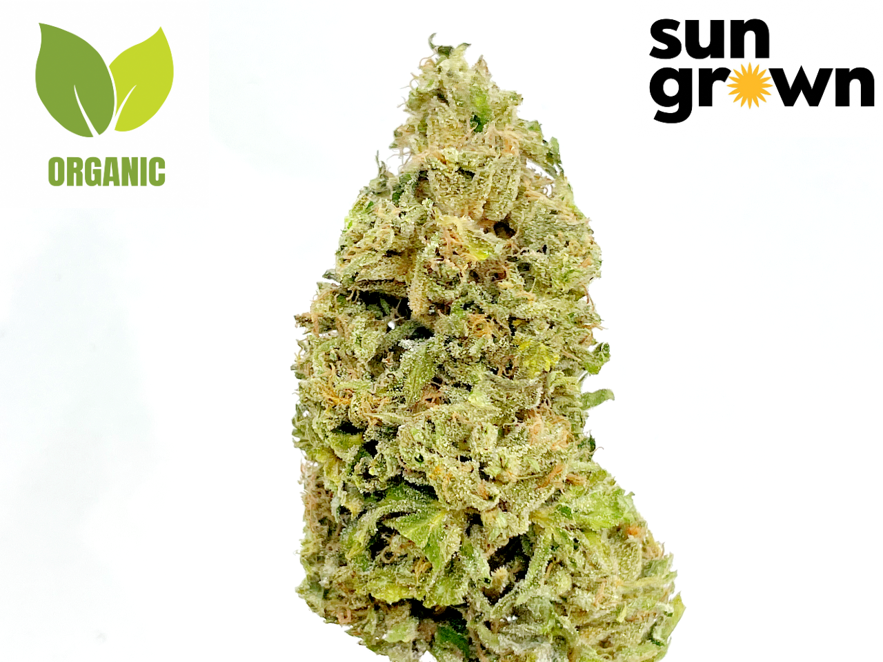 Kerosene strain sun grown living soil organic Kerosene strain