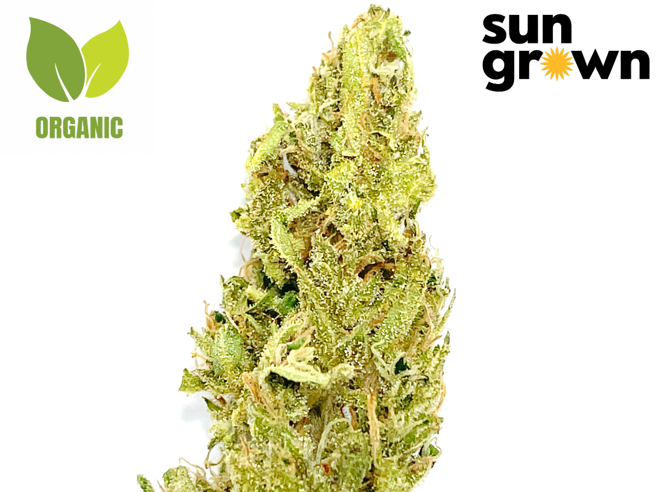 UK Cheese strain sun grown living soil organic
