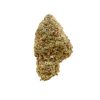 Cindy 99 strain