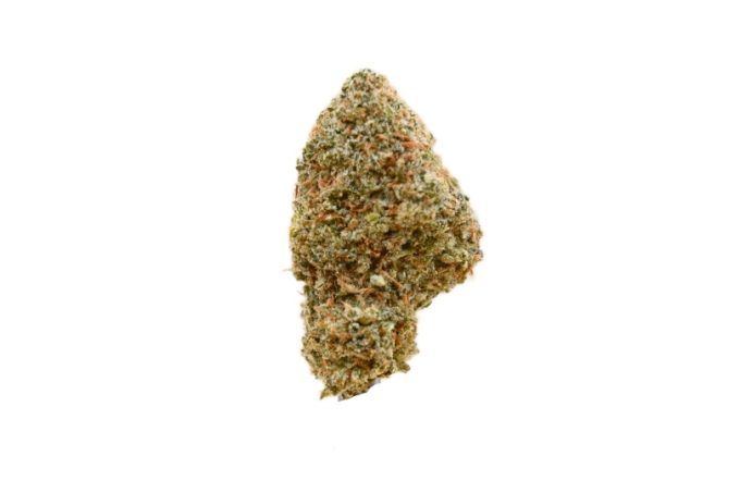 Cindy 99 strain