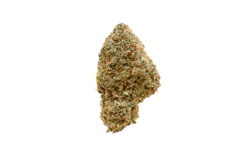 Cindy 99 strain Cindy 99 strain