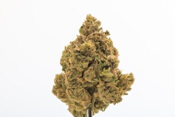 Pop Star strain