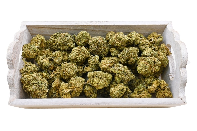 BLUE DREAM group shot