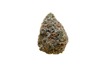 Blue Dream strain