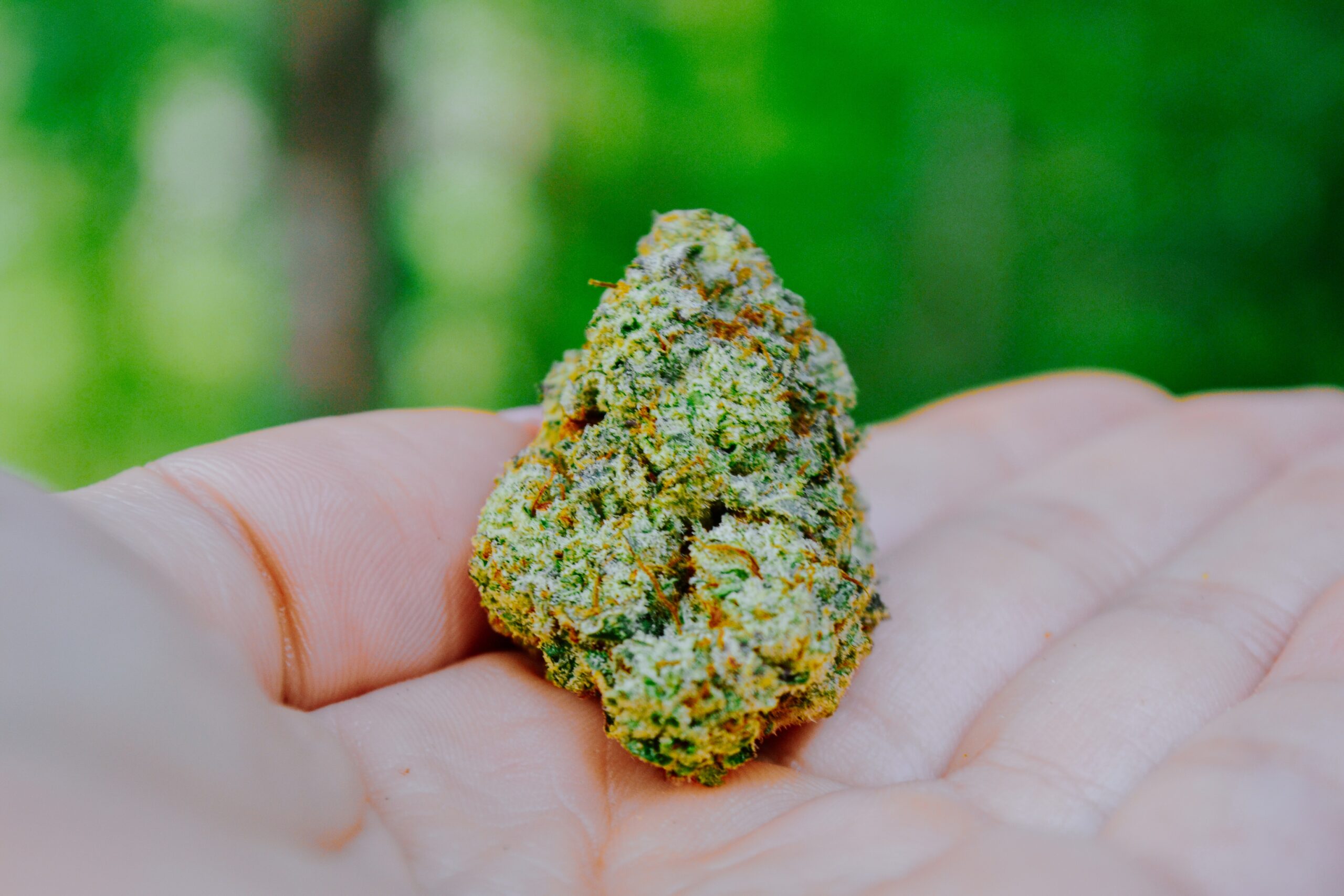 Northern Lights strain Canada Wide Weed Northern Lights strain Canada Wide Weed