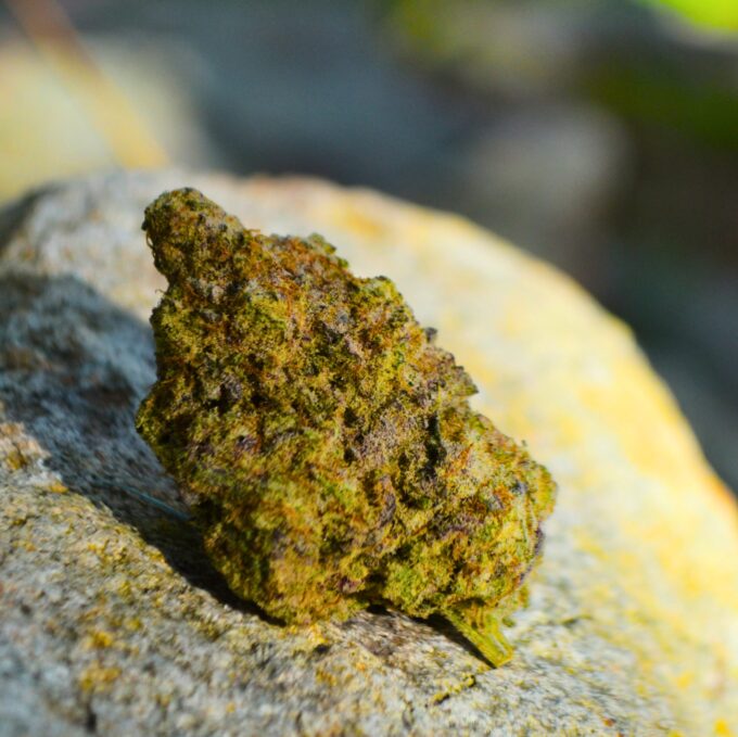 Gelato Cookies strain Canada Wide Weed