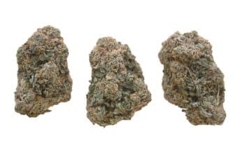 Lemon Haze buds