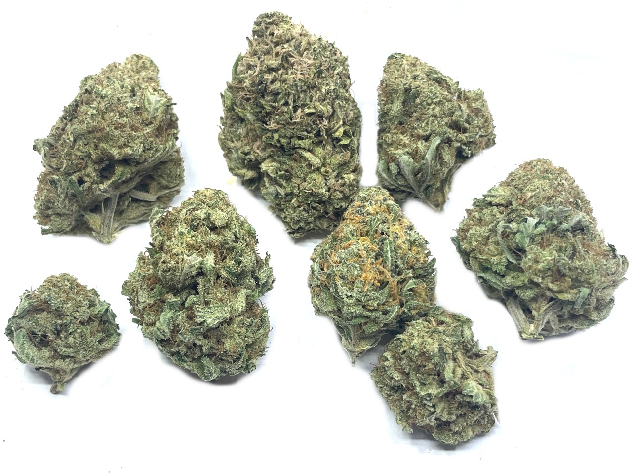 Cindy 99 buds Cindy 99 buds