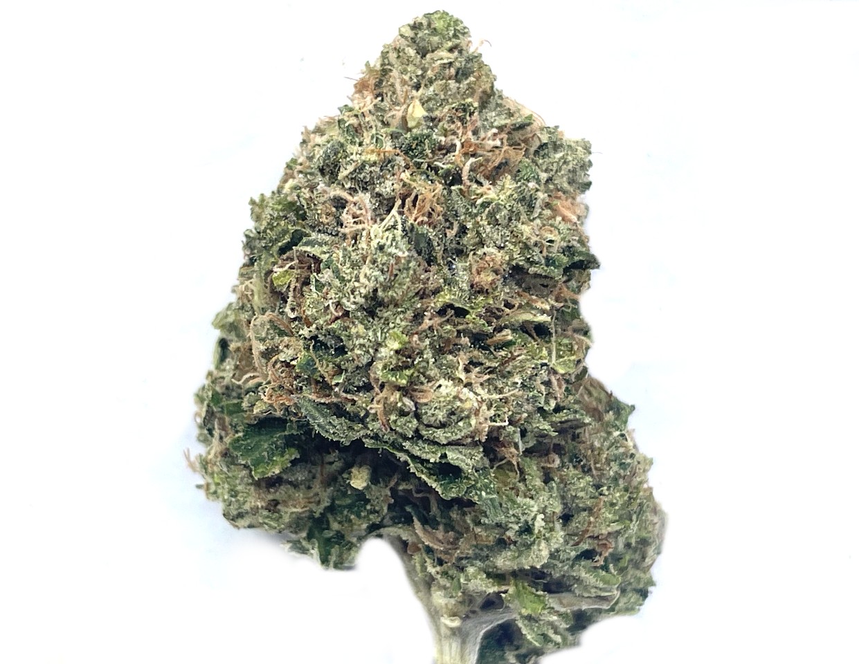 Cindy 99 strain Cindy 99 strain