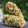 Tangerine Dream strain