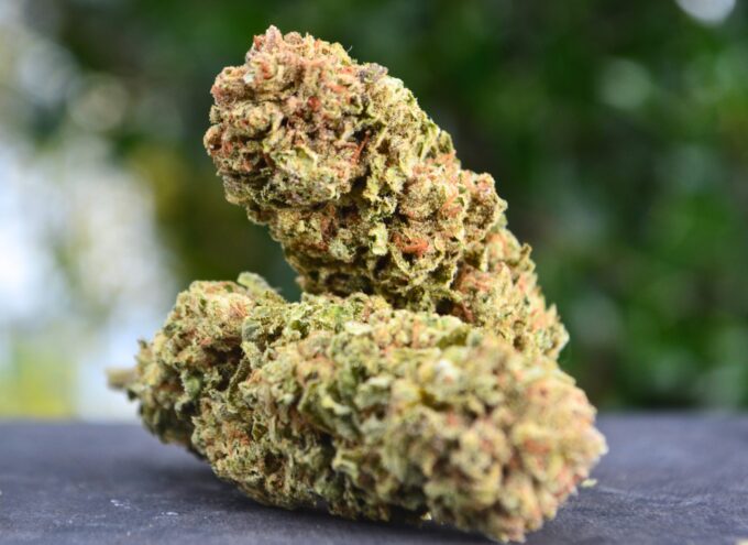 Tangerine Dream strain
