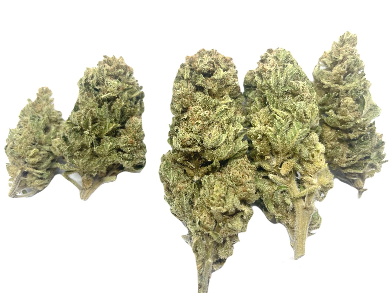 Tangerine Dream buds (1) Tangerine Dream buds