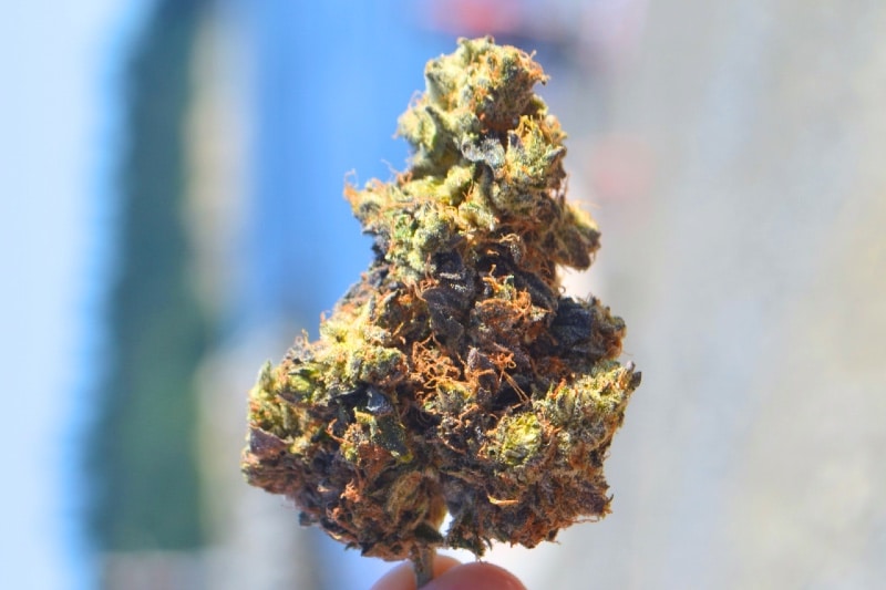 Greasy Pink natural lighting