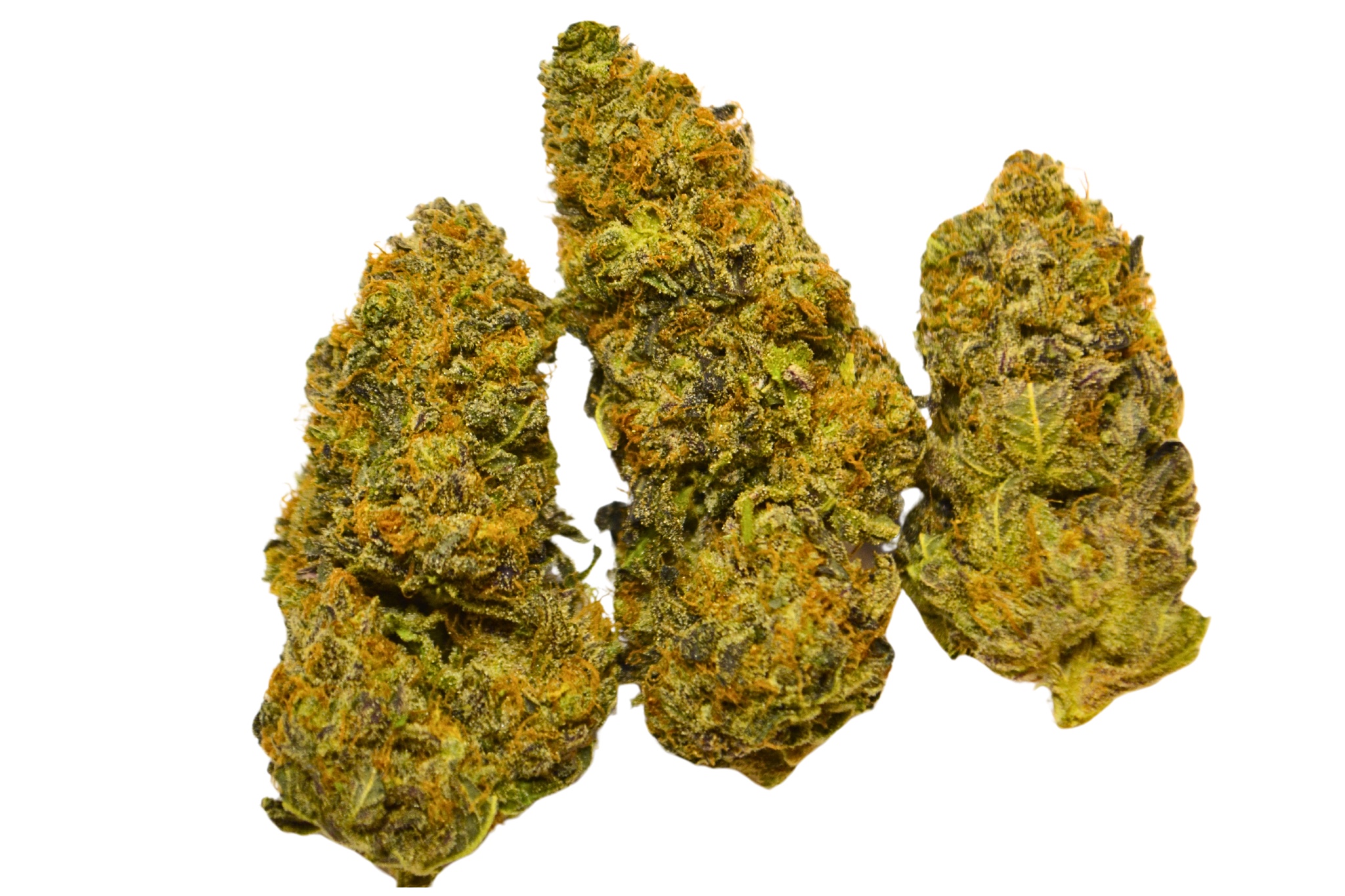 Chocolope buds Chocolope preroll buds