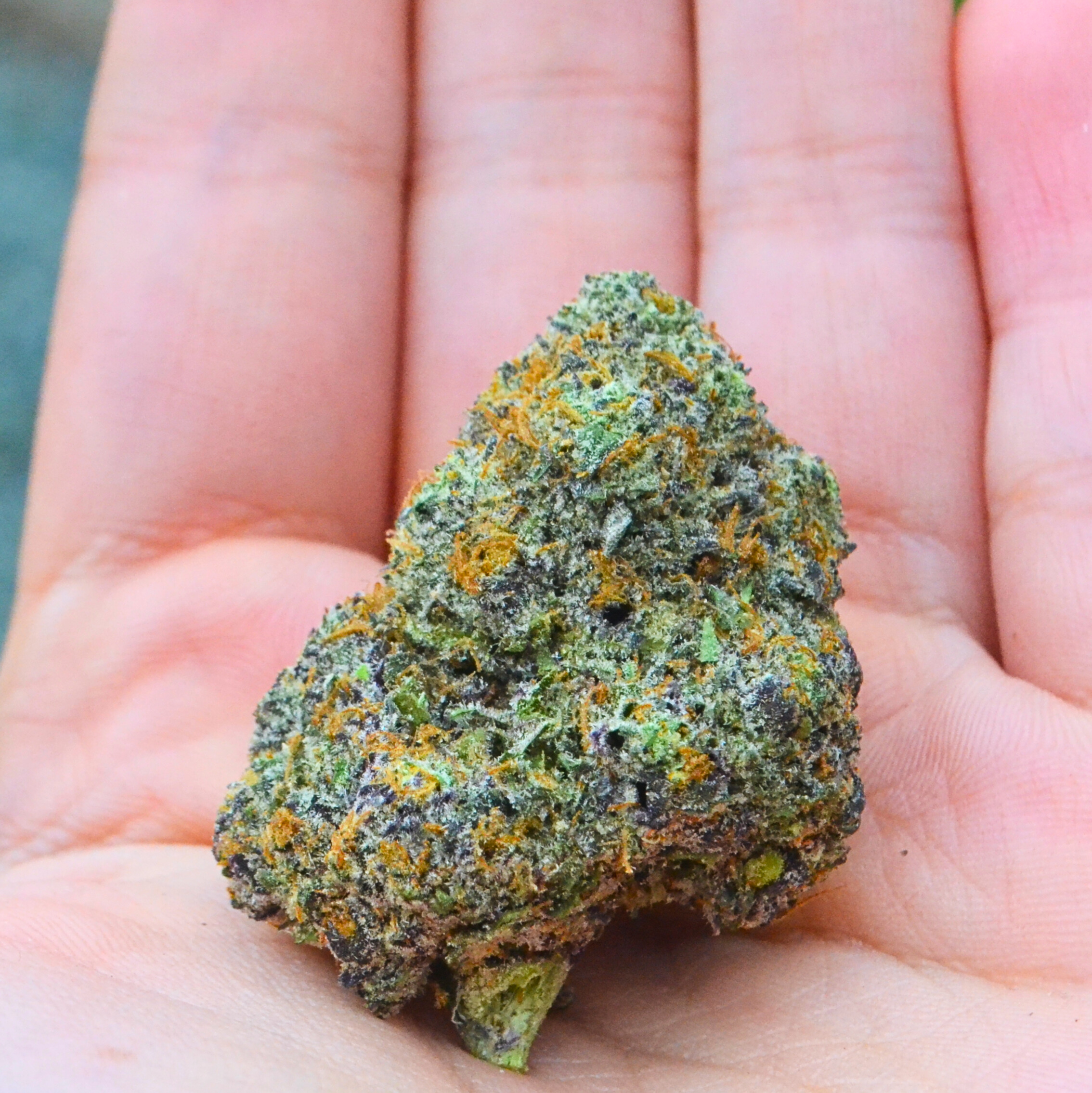 Peanut Butter Rockstar in hand Peanut Butter Rockstar in hand