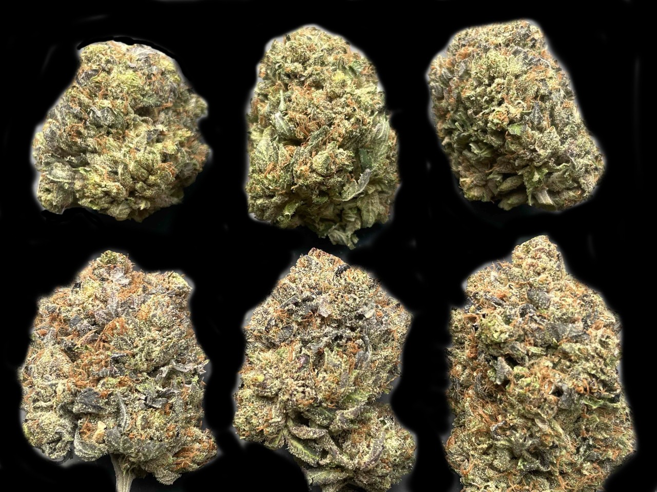 Purple Rockstar Kush buds 1